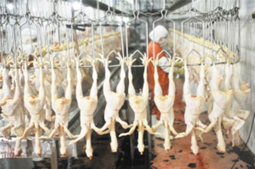 胶州家禽圆筒脱毛机 特恩特优质商家与盐城家禽销售的纽带