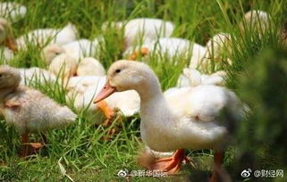 韩国紧急扑杀家禽与国内盐城家禽销售 病毒防控与市场动态解析