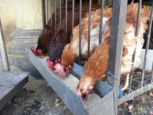 哈尔滨与盐城家禽市场 H7N9影响下的冰火两重天