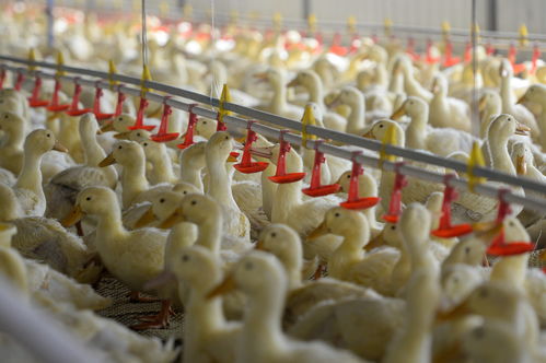 舌尖上的千里情缘 北京烤鸭里的和田风味与盐城家禽的产业交响