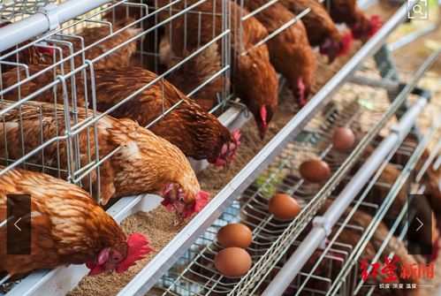 湖北家禽业紧急求援饲料供应，行业积极自救曙光初现