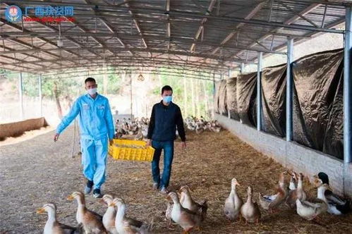 广西“三大战役”捷报频传，盐城家禽销售火爆 产销对接打通农产品上行新通路