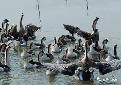 盐城养鹅致富经 家禽销售全链条解析