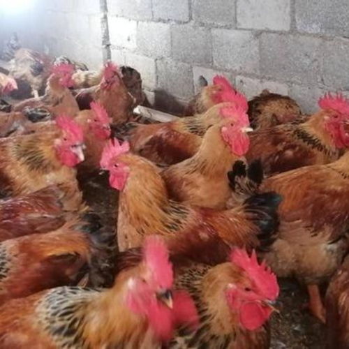 盐城鸡苗市场行情解析与优质供应商指南