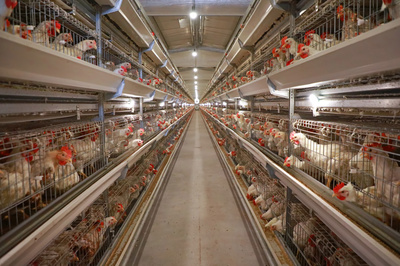 产业联建提升“造血”功能 梧州盘活村级集体经济见闻与盐城家禽销售的启示