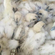 盐城亭湖区城西利翔达 芦花鸡孵化基地，提供优质出壳鸡苗、脱温鸡与商品鸡