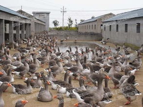 盐城冯氏朗德鹅养殖销售 优质鹅苗与供应商的一站式选择