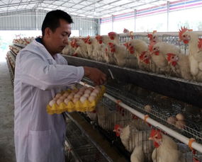 岑宝兴的蛋鸡致富经 盐城家禽销售的智慧之路