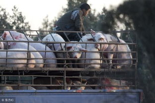 农产品执法10大案例公布，农民生产必须把握5点，否则罚款加坐牢——以盐城家禽销售为例