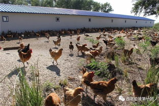 戈壁变宝地 一八五团职工家庭生态养殖与盐城家禽销售融合之路